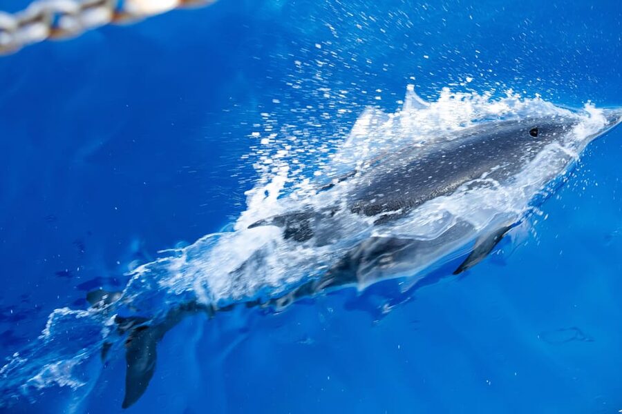 Madeira : Whales and Dolphins wooden boat excursion - What to bring for a comfortable three hours