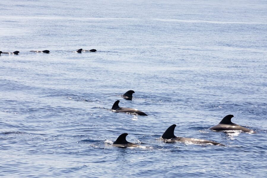 Madeira : Whales and Dolphins wooden boat excursion - Booking flexibility and useful timing notes