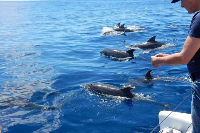 Magic Dolphin Celebrity - Looking for dolphins and whales off Madeira