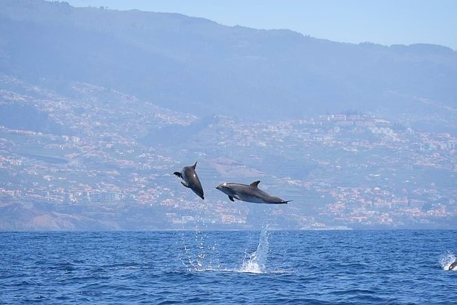Magic Dolphin Celebrity - Who will enjoy this trip most?