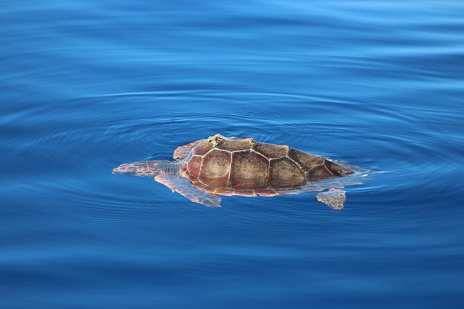 Magic Dolphin Celebrity - The Cabo Girão swim in summer