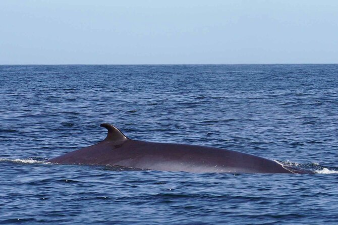 Magic Dolphin Sea Safaris - Why this speedboat safari is different from a standard boat trip