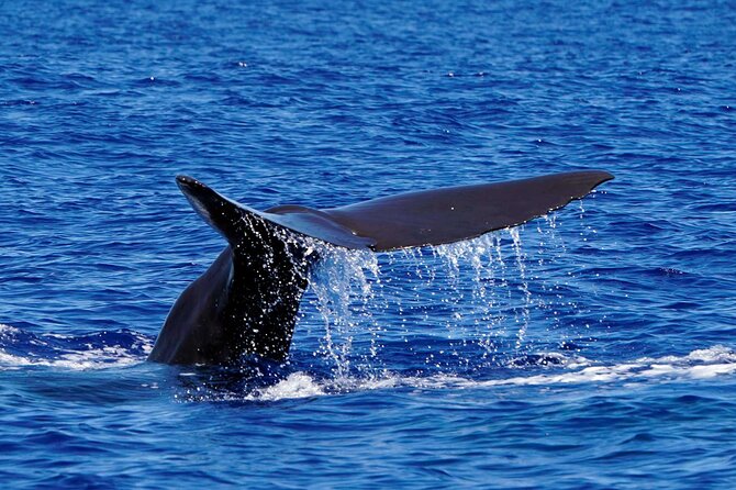 Magic Dolphin Sea Safaris - What makes the animal encounters worthwhile