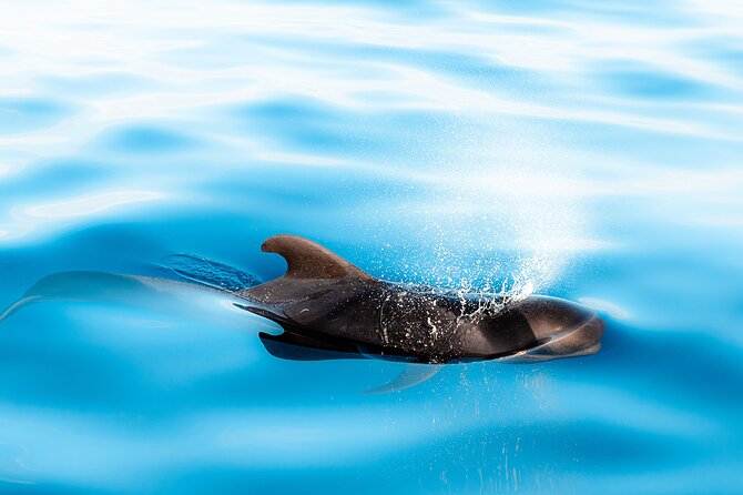 Magic Dolphin Sea Safaris - The guides add more than commentary