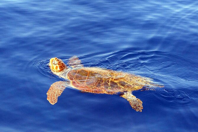 Magic Dolphin Sea Safaris - Comfort, speed, and the practical trade-offs