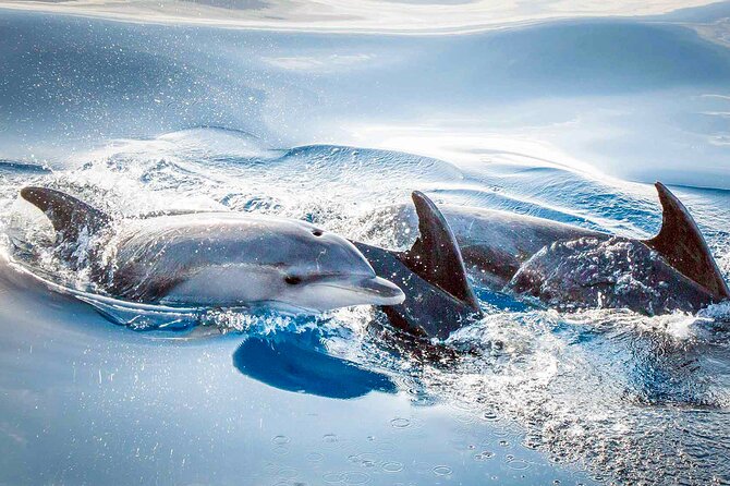 Magic Dolphin Sea Safaris - Weather matters more than the sunshine suggests