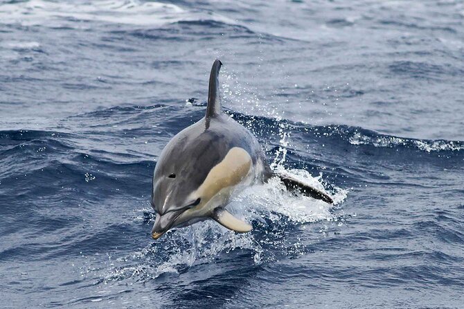 Magic Dolphin Sea Safaris - How the wildlife search works