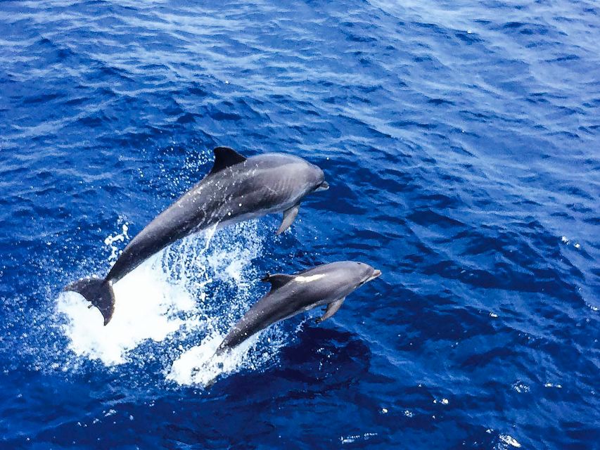 Mallorca: Dolphin Watching Cruise - Key points to know before you book