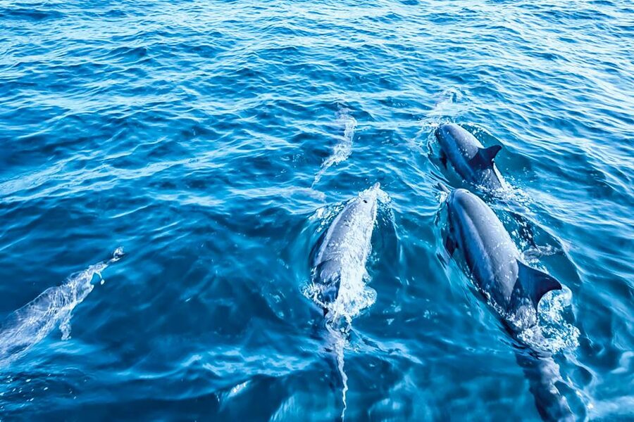 Mallorca: Dolphin Watching Cruise - Swimming in Clear Mallorcan Water
