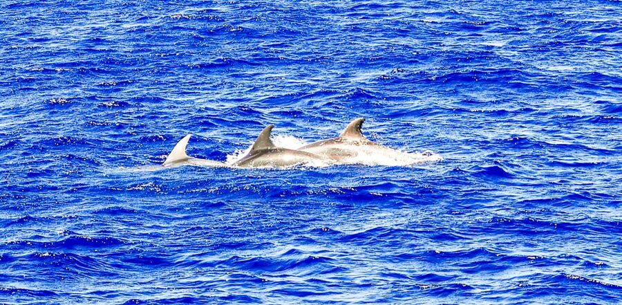 Mallorca: Dolphin Watching Cruise - Life on the Catamaran