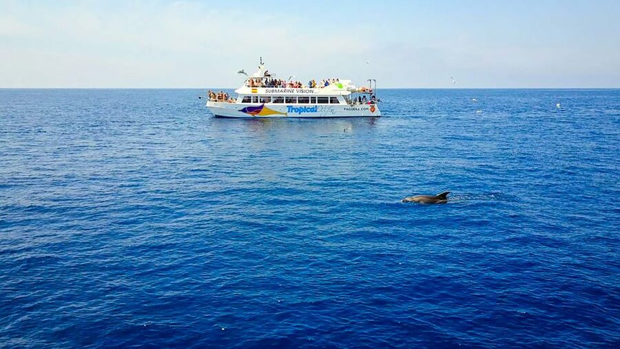 Mallorca: Dolphin Watching Cruise - Finding a Good Seat and Avoiding Crowds