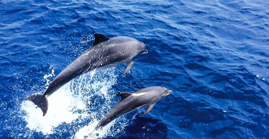 Mallorca: Dolphin Watching Cruise - The Morning Search for Dolphins
