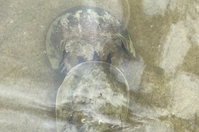 Manatee and Dolphin Kayak Tour - What the guides add to the paddle