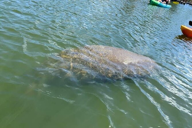 Manatee and Dolphin Kayak Tour - Through the Thousand Island mangrove passages