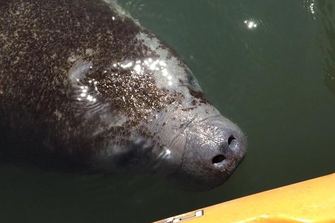 Manatee and Dolphin Kayaking Encounter - Key points to know before you book
