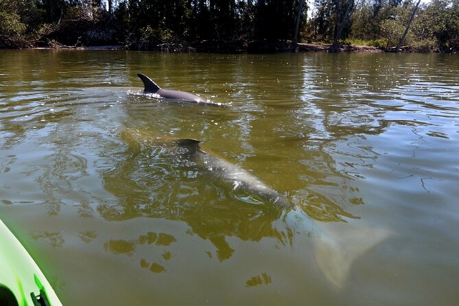 Manatee and Dolphin Kayaking Encounter - Launching at Haulover Canal in Merritt Island National Wildlife Refuge