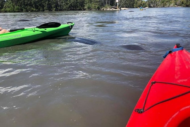 Manatee and Dolphin Kayaking Encounter - More than manatees: birds, reptiles, and small surprises