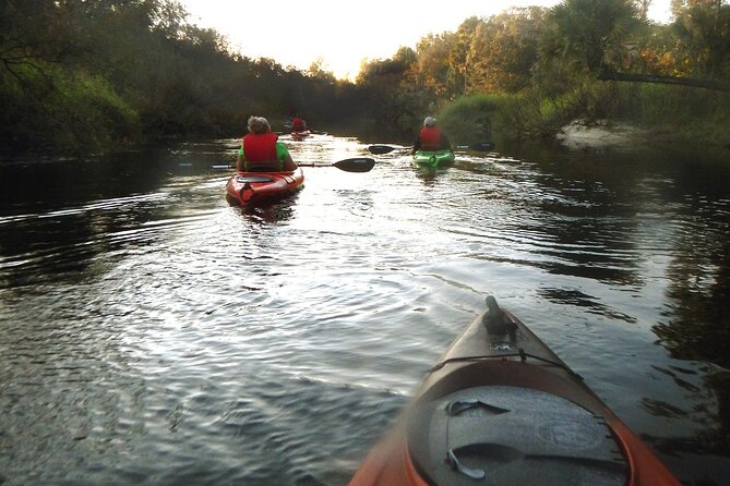 Manatee and Dolphin Kayaking Encounter - What the two-hour itinerary feels like