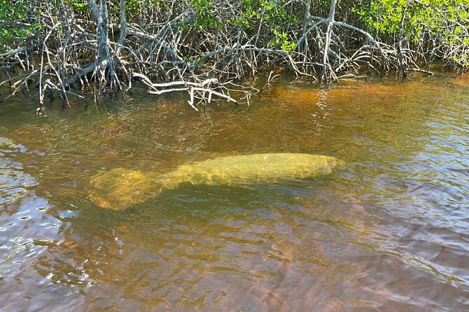 Manatee, Dolphin, and 10,000 Islands Eco Beach Tour by Boat - Is $129.99 a fair price?