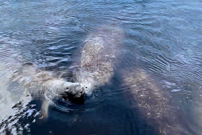 Manatee, Dolphin, and 10,000 Islands Eco Beach Tour by Boat - What to bring and how to prepare