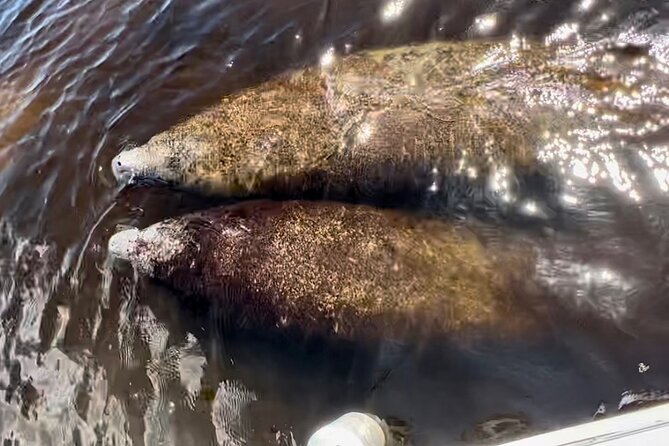 Manatee, Dolphin, and 10,000 Islands Eco Beach Tour by Boat - Who will enjoy this three-hour outing?