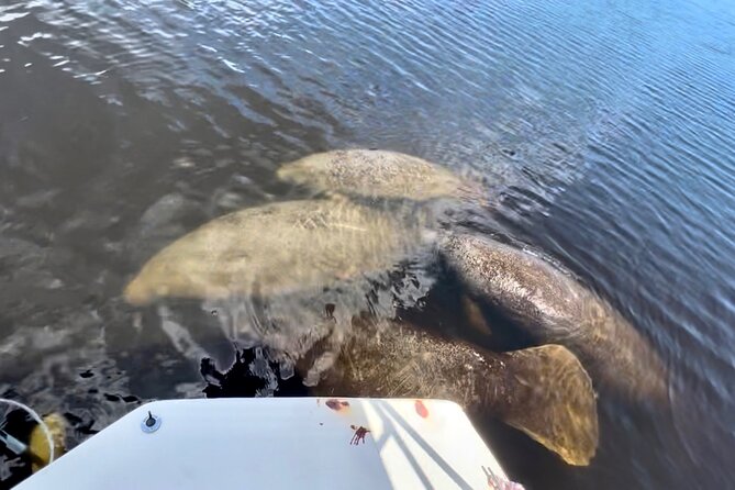 Manatee, Dolphin, and 10,000 Islands Eco Beach Tour by Boat - Should you book the 10,000 Islands eco tour?