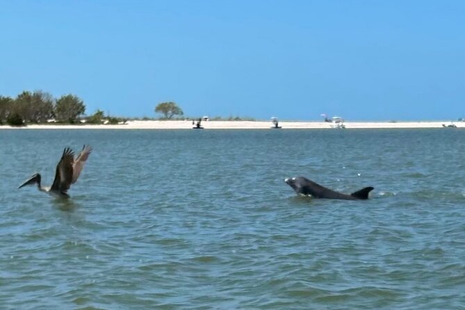 Manatee, Dolphin, and 10,000 Islands Eco Beach Tour by Boat - White sand, shells, and a short island stop