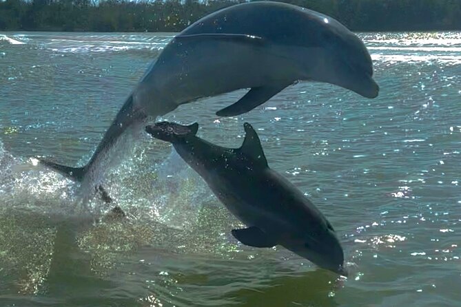 Manatee, Dolphin and 10,000 Islands Sunset Cruise! - Why this Naples sunset cruise feels different