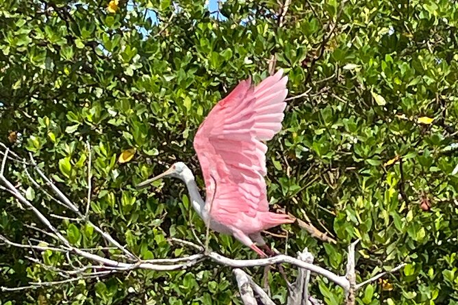 Manatee, Dolphin and 10,000 Islands Sunset Cruise! - One and a half hours among the Ten Thousand Islands