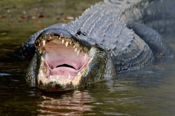 Manatee, Dolphin and 10,000 Islands Sunset Cruise! - How much wildlife can you really expect?
