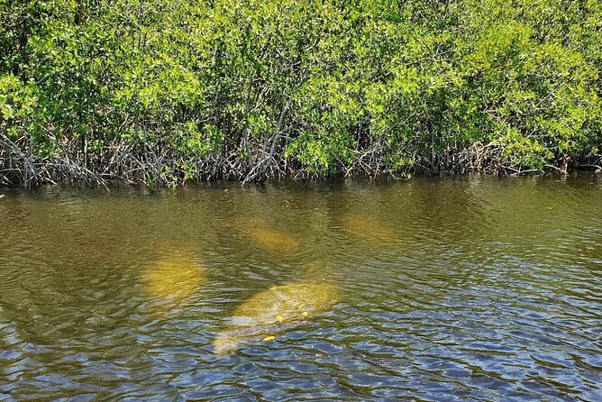Manatee, Dolphin and 10,000 Islands Sunset Cruise! - Starting at Port of the Islands Marina