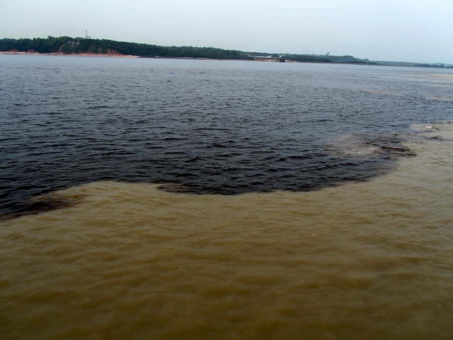 Manaus: Meeting of the Waters & Pink Dolphin Tour with Lunch - What This Six-Hour Amazon Outing Really Includes