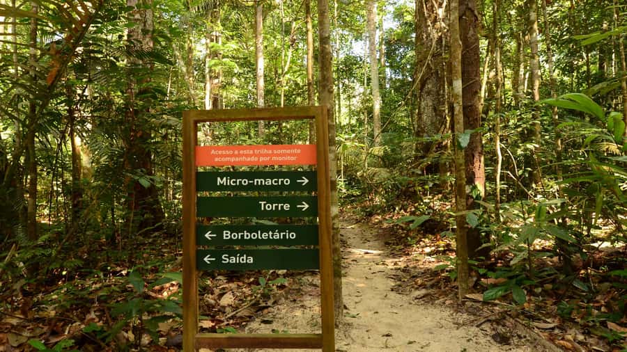 Manaus: Meeting of the Waters & Pink Dolphin Tour with Lunch - Canoeing Through Flooded Forest