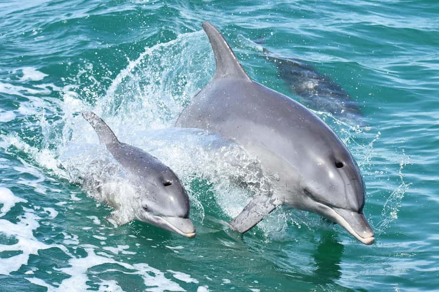 Mandurah: Dolphin and Views Cruise - Why the dolphins are the main event