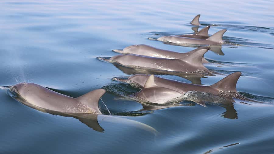 Mandurah: Dolphin and Views Cruise - A good choice for families with young children