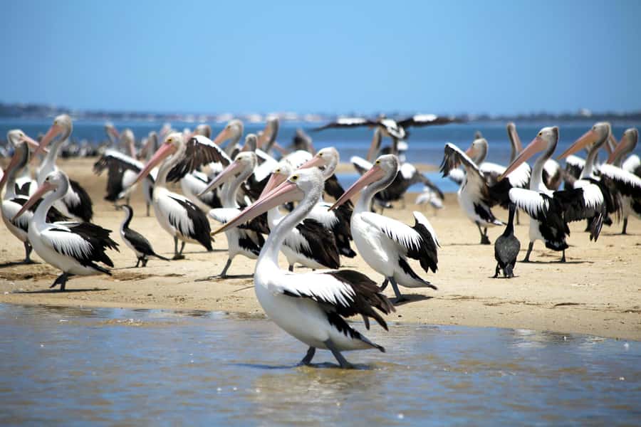 Mandurah: Dolphin and Views Cruise - Where this cruise fits into a Mandurah day