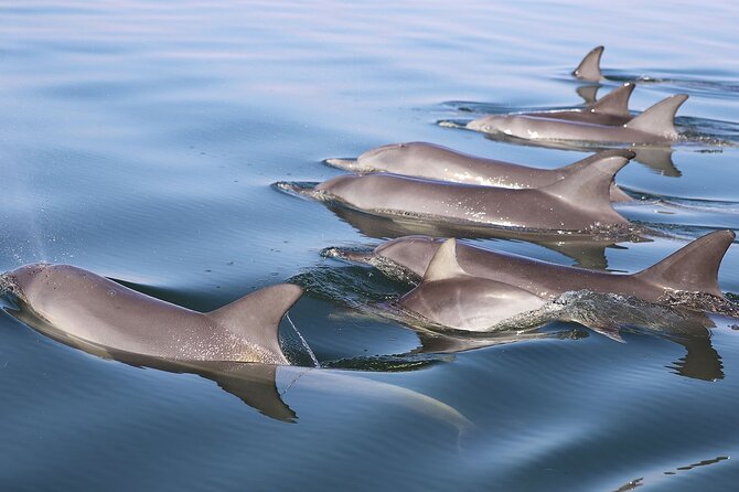 Mandurah Dolphin Cruise and Views - Creery Wetlands and the birdlife