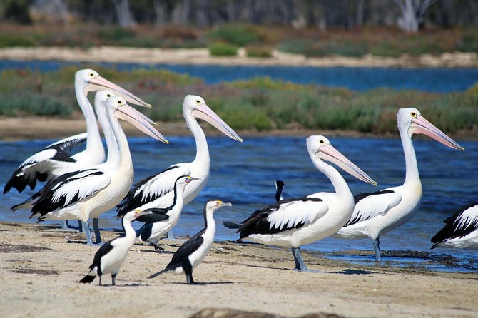 Mandurah Dolphin Cruise and Views - The Peel-Harvey Estuarine System