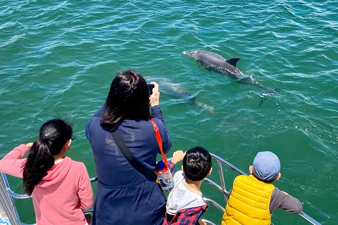 Mandurah Dolphin Cruise and Views - What the dolphin sighting is really like