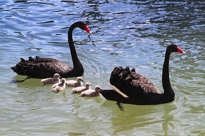 Mandurah Dolphin Cruise and Views - The guide, boat, and onboard atmosphere