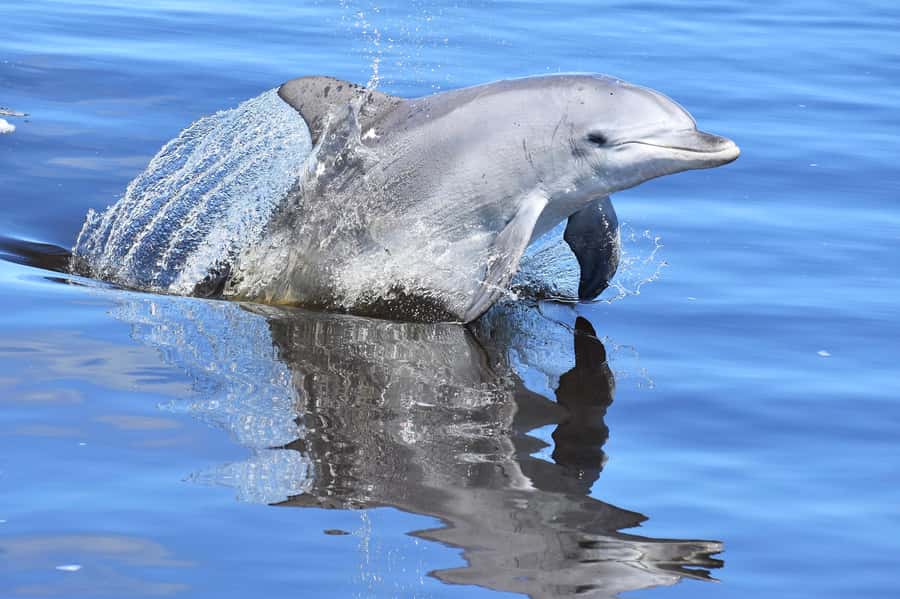 Mandurah: Dolphin & Giant Sightseeing Cruise - Seeing the canals and waterfront homes