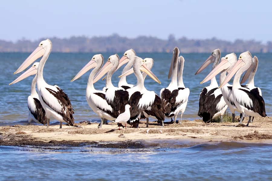Mandurah: Dolphin & Giant Sightseeing Cruise - Adding Cicerello’s fish and chips