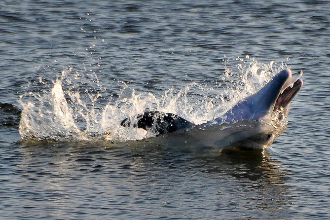 Mangrove Tunnels, Dolphins, Manatee Tour #1 Rated in Cocoa Beach - Key points before you paddle