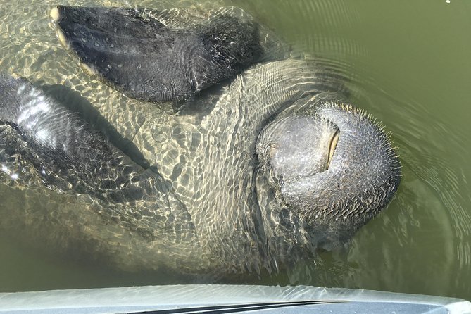 Mangrove Tunnels, Dolphins, Manatee Tour #1 Rated in Cocoa Beach - What to bring for a more comfortable trip