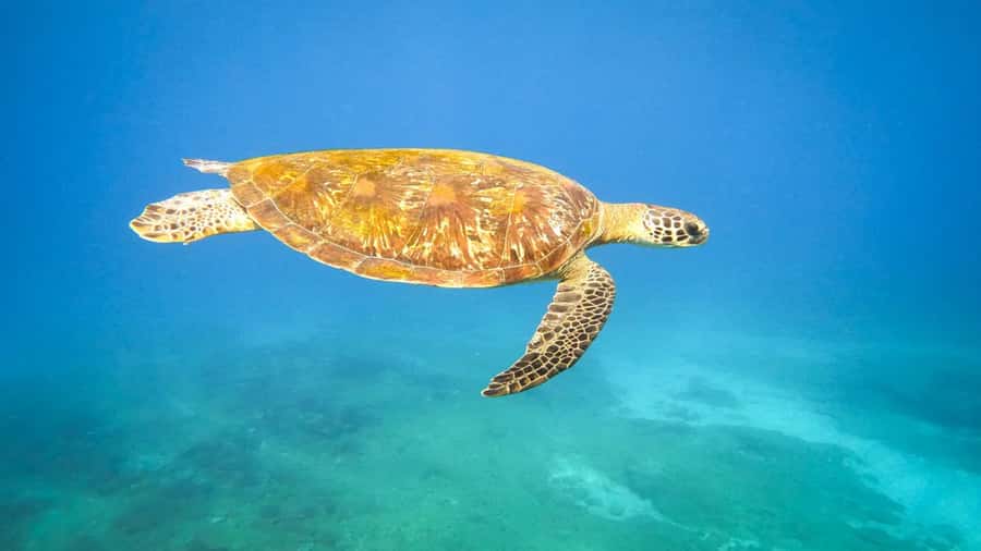 Maputo: Dolphin Swim Tour in Ponta do Ouro - Key points to know before booking