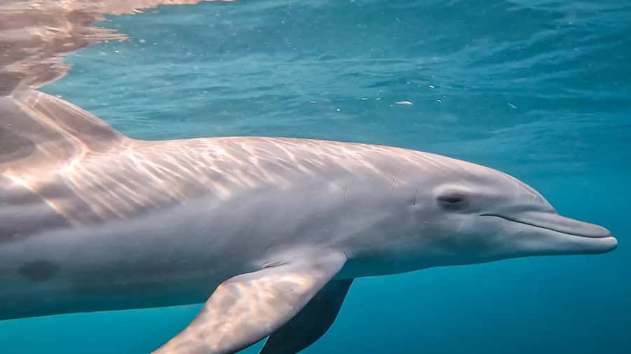 Maputo: Dolphin Swim Tour in Ponta do Ouro - Starting at The Dolphin Centre in Ponta do Ouro