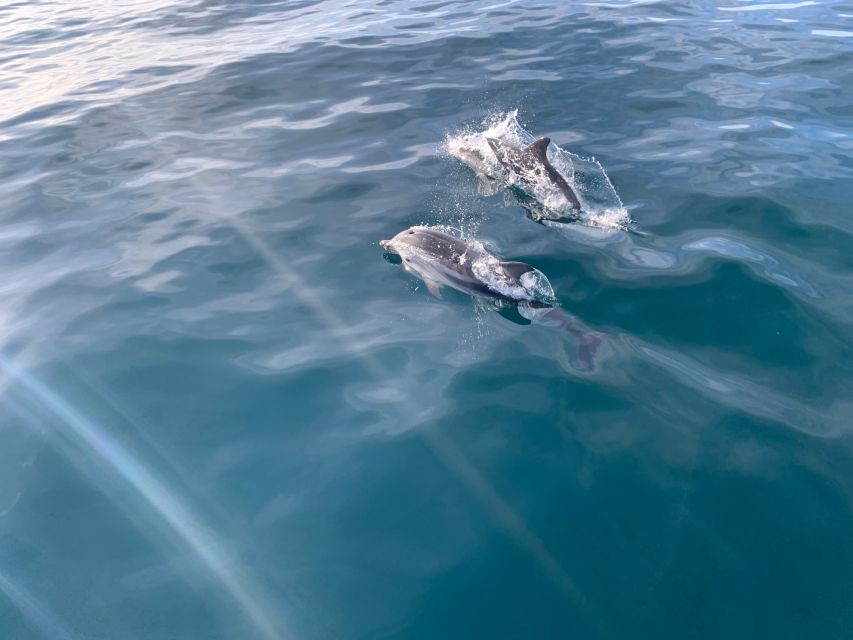 Marbella: Sailing & Dolphin Watching with Snacks and Drinks - Choosing Shared or Private Sailing