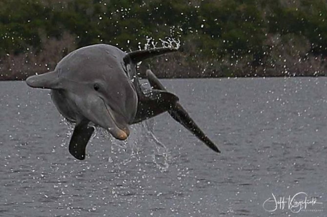 Marco Island: 2-Hour Dolphin, Birding, and Shelling Tour - Setting out from Goodland into the Ten Thousand Islands