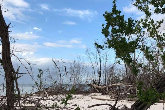 Marco Island: 2-Hour Dolphin, Birding, and Shelling Tour - Birds and seasonal wildlife across the Everglades area