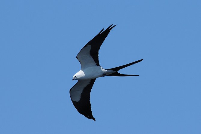 Marco Island: 2-Hour Dolphin, Birding, and Shelling Tour - What the two-hour schedule really allows